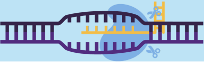 CRISPR/Cas system gene editing a DNA strand
