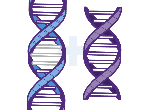 Two DNA strand icons joined by plus sign  representing gene addition