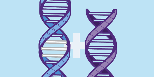 Two DNA strand icons joined by plus sign  representing gene addition