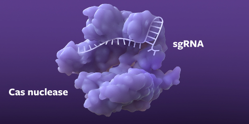 CRISPR/Cas system single-guide RNA and  CRISPR-associated nuclease