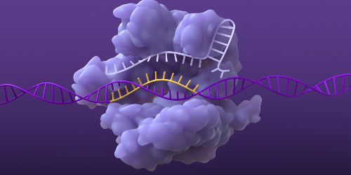 CRISPR/Cas system single-guide RNA finding  sequence in genome and Cas nuclease  unraveling a DNA strand