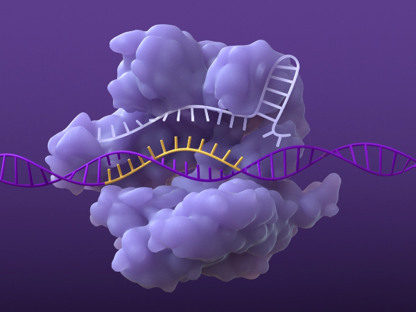 CRISPR/Cas system single-guide RNA finding  sequence in genome and Cas nuclease  unraveling a DNA strand
