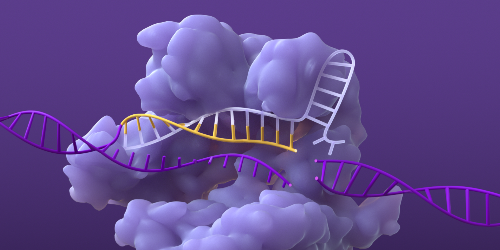 CRISPR/Cas system creating a double-strand  break in DNA