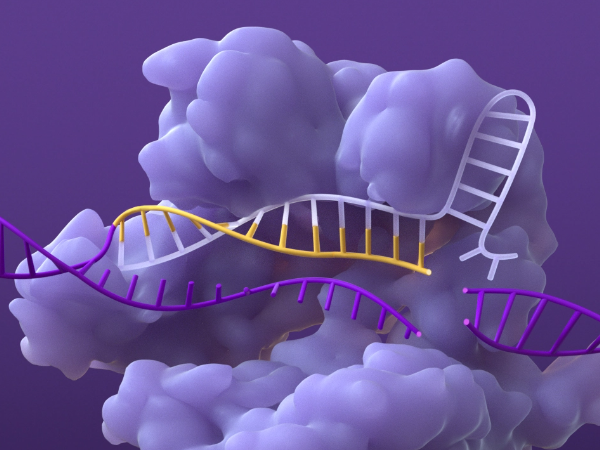 CRISPR/Cas system creating a double-strand  break in DNA