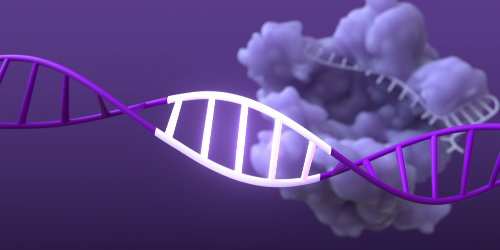 CRISPR/Cas system moving away from a  repaired DNA strand