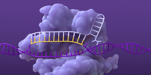 CRISPR/Cas system single-guide RNA base  pairing with its complementary strand of DNA
