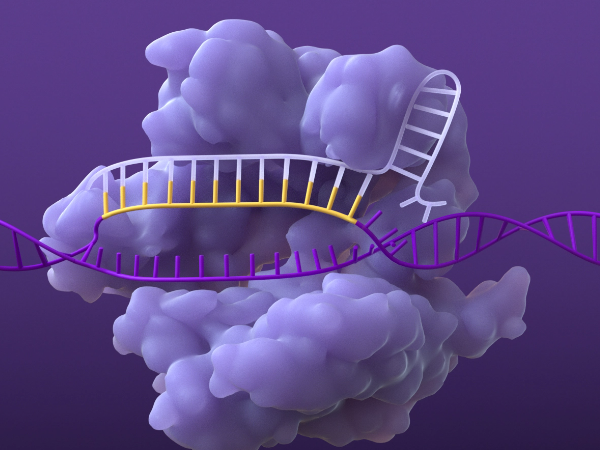 CRISPR/Cas system single-guide RNA base  pairing with its complementary strand of DNA