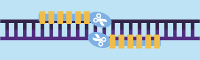 TALEN technology gene editing a DNA strand