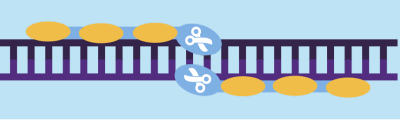 ZFN technology gene editing a DNA strand