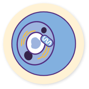 Human cell icon representing cell therapy  approaches